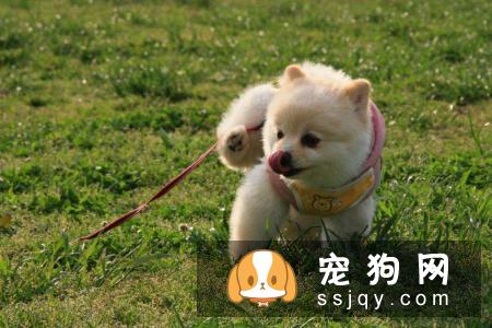 小狗生理素质的培养应该怎么做