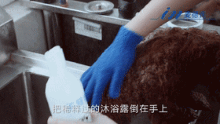 如何正确给宠物洗澡？很多人第一步就做错啦！