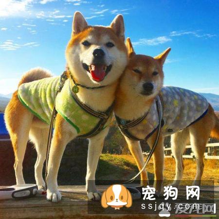 柴犬不立耳 柴犬不立耳的两大原因你知道吗