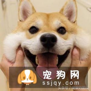 柴犬爪子是什么颜色 柴犬如何判断是否纯正