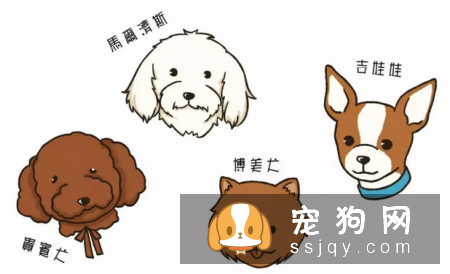 一只贵宾犬因为咳个不停,被主人送到宠物医院