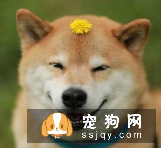 日本人都养柴犬吗 柴犬的人气在日本高吗