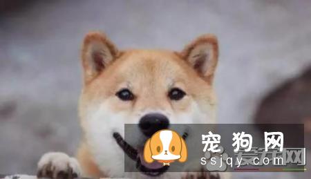 柴犬脚趾炎 柴犬脚趾炎这样做最科学
