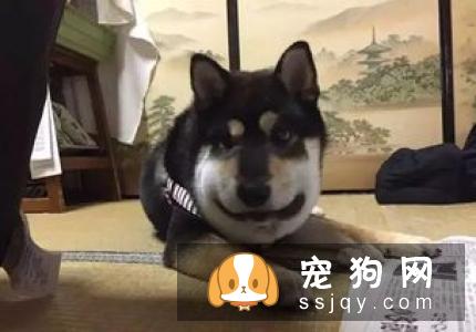 怎样训练柴犬唤回 训练柴犬的时候需要注意什么