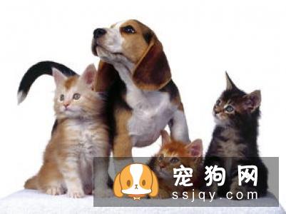 幼犬咳嗽的常见原因