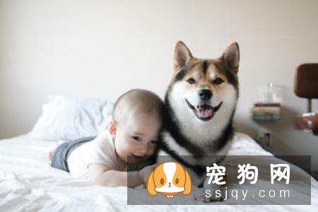 柴犬能吃鸡蛋吗 柴犬吃鸡蛋需要注意的
