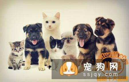 系列图让你了解弓形虫，猫狗不再做背锅侠