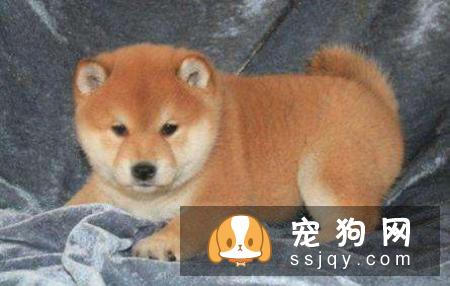 幼犬可以吃零食吗