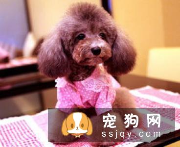 怀孕狗狗喂食的次数是多少