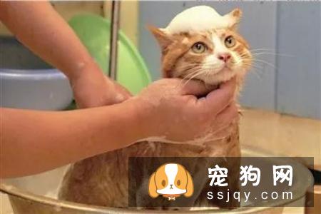 皮肤病——宠物美毛杀手，你知多少？