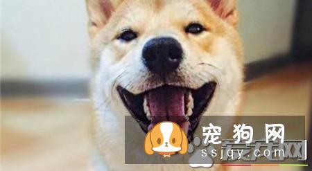 柴犬幼犬可以吃苹果吗 柴犬幼犬吃苹果的好处