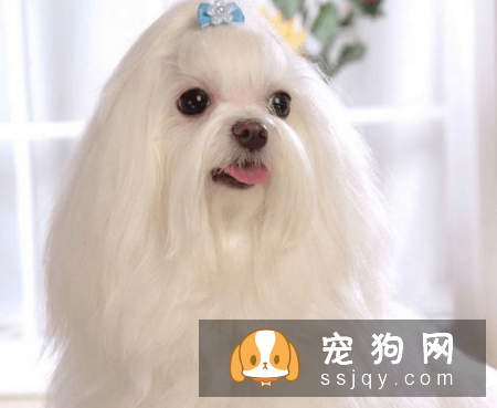常见的宠物狗品种你都认识吗？宠物大全了解一下!