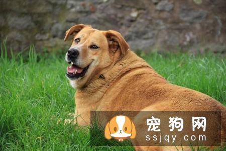 夏季是狗狗最佳减肥时间，狗狗减肥方法与注意事项