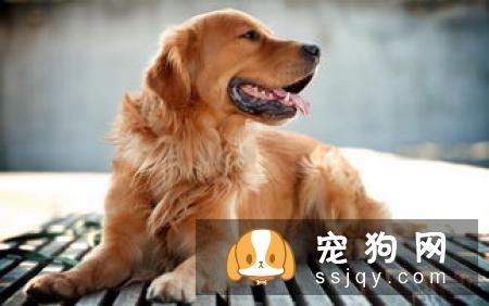 刚满月的狗狗应该怎么喂养