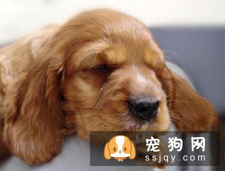 常见的宠物狗品种你都认识吗？宠物大全了解一下!