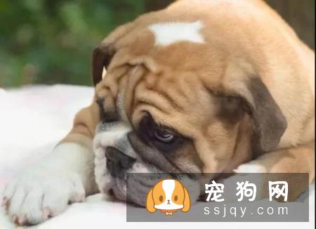 狗狗超重不一定是肥胖，还有7种原因！