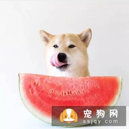 天气炎热，狗狗能吃水果吗?