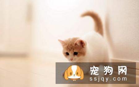 在春季需要注意预防狗狗这些常见病