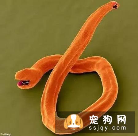 警报，你家的狗狗需要立刻驱虫！