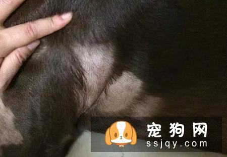 怎么判断狗狗有皮肤病？狗狗常见的皮肤病诊断