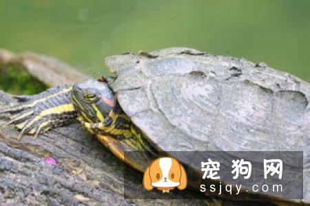 宠物保持好胃口，这些神秘元素少不了
