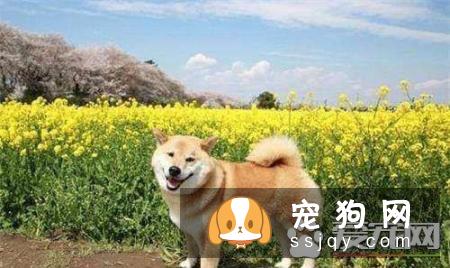 柴犬哪里有卖的 买柴犬哪种途径比较好