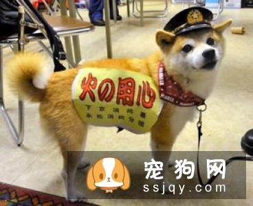 怎样训练柴犬唤回 训练柴犬的时候需要注意什么