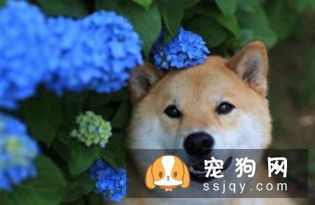 柴犬鼻子干 柴犬鼻子干原来是这么回事
