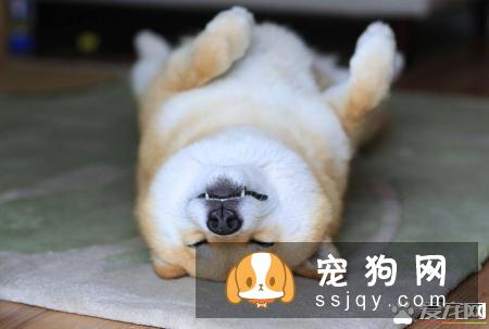 母柴犬发情该注意什么 柴犬发情的表现