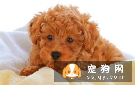 狗狗为什么跟陌生人走，怎么防止狗狗跟陌生人走！