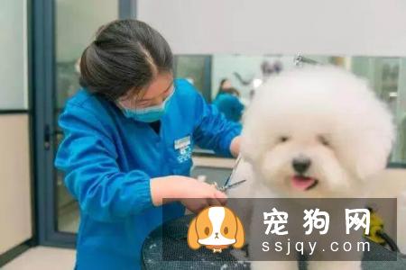 秋季宠物毛发知多少?换毛周期成长期:毛根犬毛结处理注意点