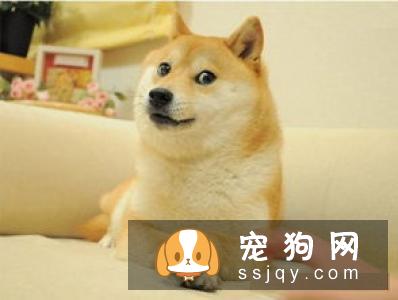 柴犬晚上怕冷吗 柴犬怕冷的表现