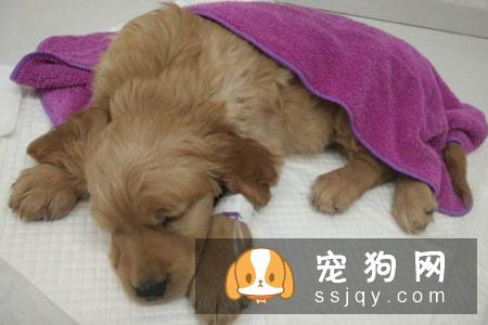 肠炎是狗较常见的一种消化道疾病