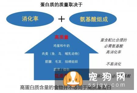 宠物保持好胃口，这些神秘元素少不了
