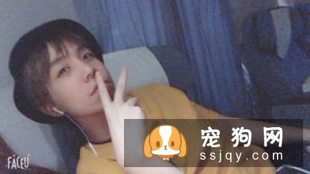 柴犬不立耳 柴犬不立耳的两大原因你知道吗