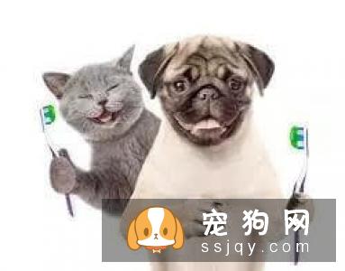 宠物常见的五大健康问题
