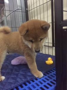 柴犬尾巴短 柴犬什么样的尾巴为最佳