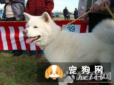 白色柴犬多少钱 白色柴犬的价格让人吃惊
