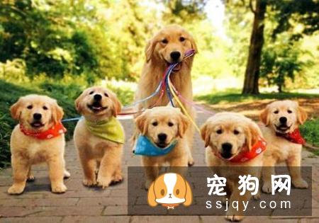 养狗之前先了解一下 如何挑选一只适合自己养的狗