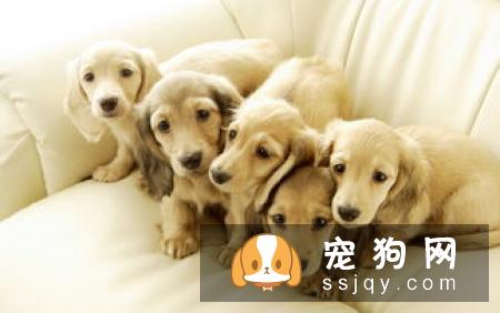 狗狗交配的时候不能随意打断，严重者致死！
