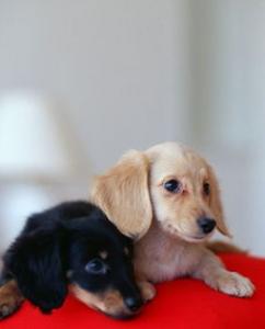 柴犬幼犬叫有一个原因就是没有满足柴犬的需求