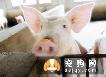 养狗的这些误区，了解它不踩雷！