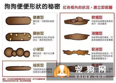 最强养狗基本知识，养狗必备干货