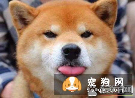 为什么养柴犬的人很少 扎心了原来是这样