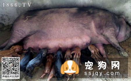 肠炎是狗较常见的一种消化道疾病