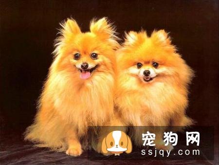 常见的宠物狗品种你都认识吗？宠物大全了解一下!