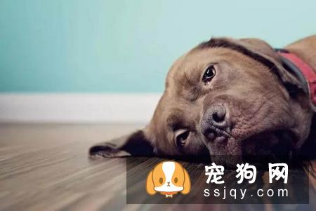 老年犬排尿增多？可能是慢性肾衰竭，治疗狗狗需要分两阶段