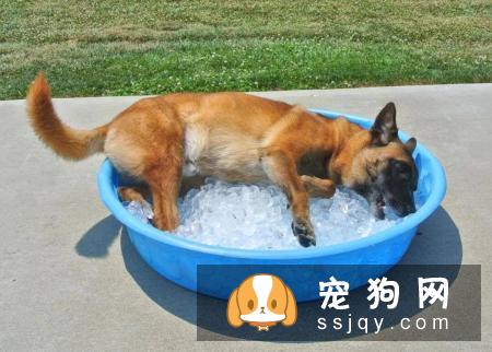 防中暑有妙招，让狗狗快乐健康过夏天！