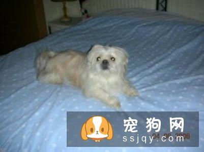 从狗狗的鼻子可以看出它们身体健康的信息