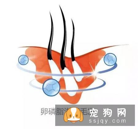 如何让狗狗拥有亮丽毛发的小秘诀